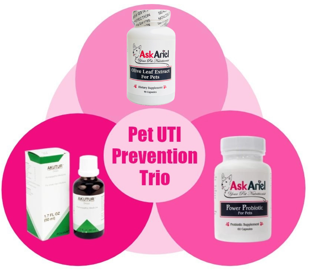 natural remedies for urinary infections in cats and dogs